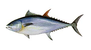 Bluefin Tuna Source: Raver, Duane. http://images.fws.gov. U.S. Fish and Wildlife Service.