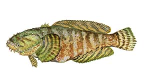 Oyster Toadfish Source: Raver, Duane. http://images.fws.gov. U.S. Fish and Wildlife Service.