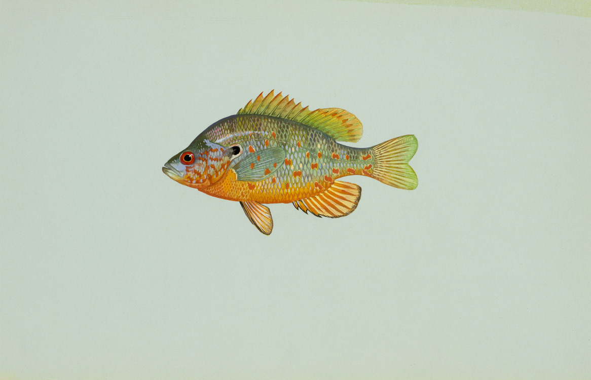 Sunfish Source: Raver, Duane. http://images.fws.gov. U.S. Fish and Wildlife Service.