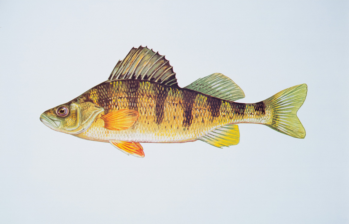 Yellow Perch Source: Raver, Duane. http://images.fws.gov. U.S. Fish and Wildlife Service.