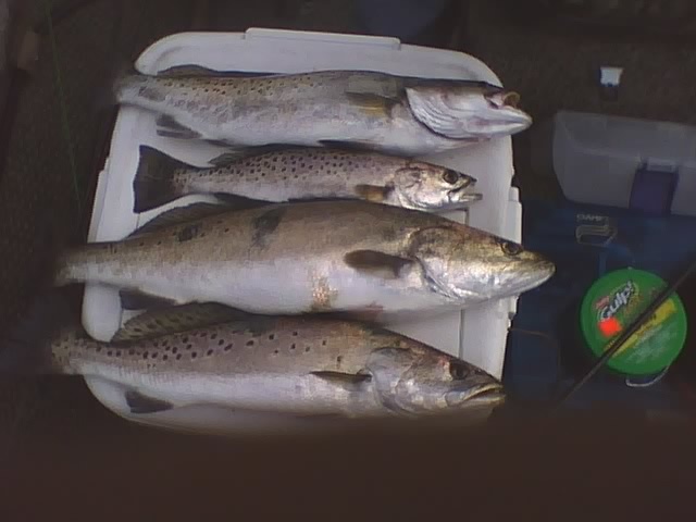 Back Bay Trout