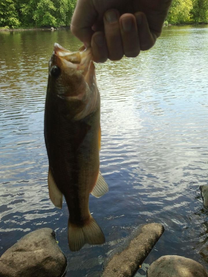 Same largemouth or twin?