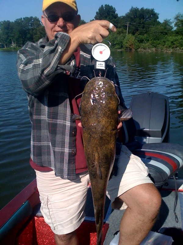 Flathead 10.5 lbs